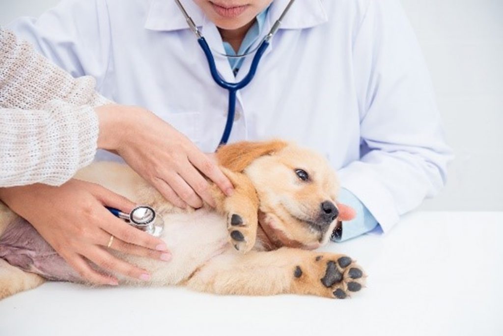 puppy being examined by a veterinarian